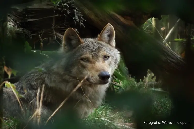 Wolvenwelpen geboren in Midden-Drenthe